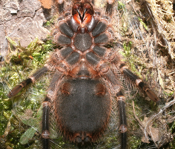 G. aureostriata