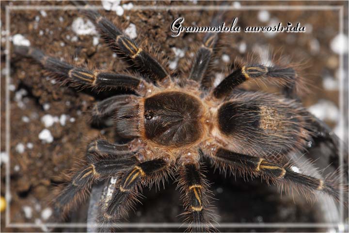 G aureostriata
