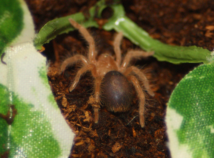 G. aureostriata