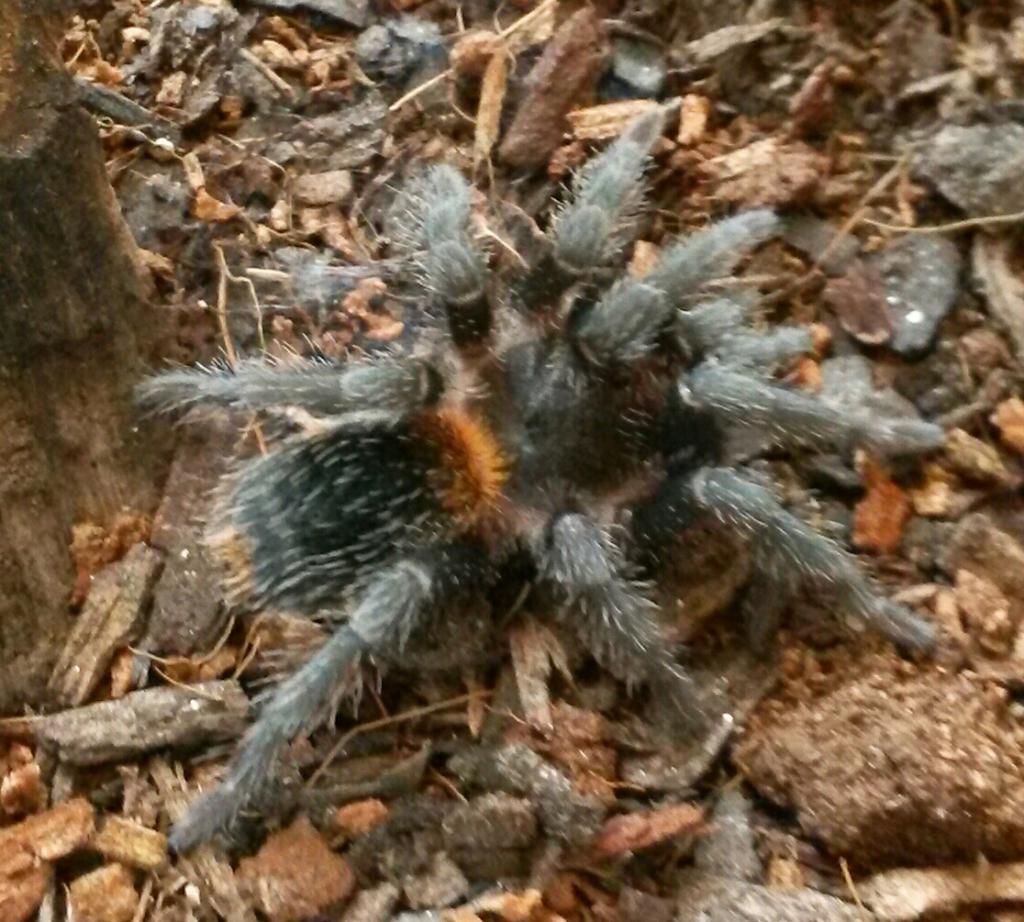 G. formosa sling?