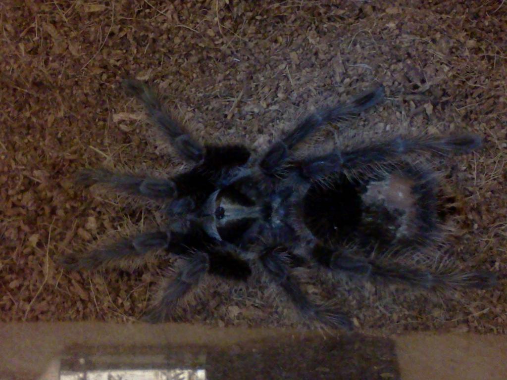 G.Grossa