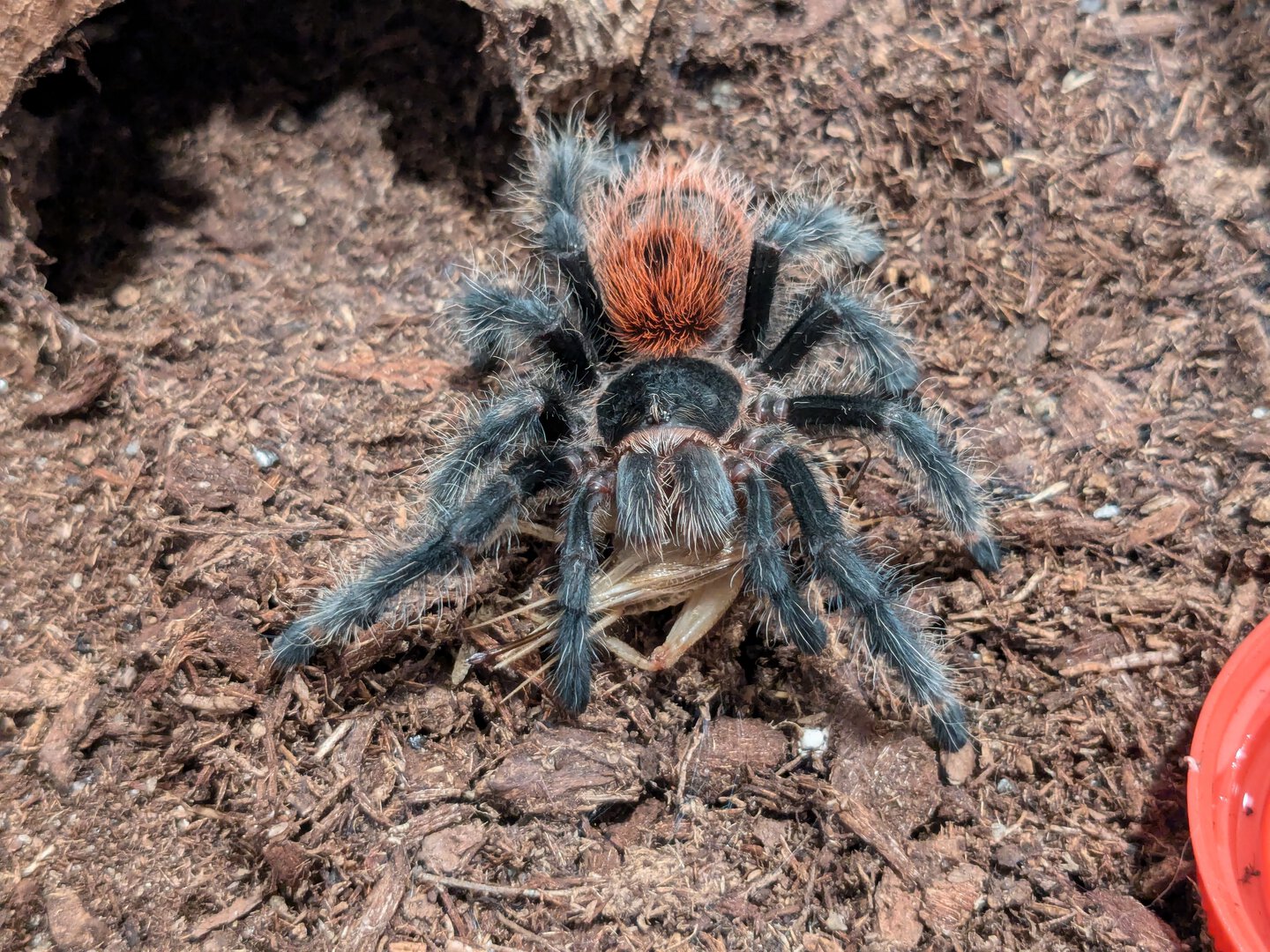 G. iheringi proud of its catch