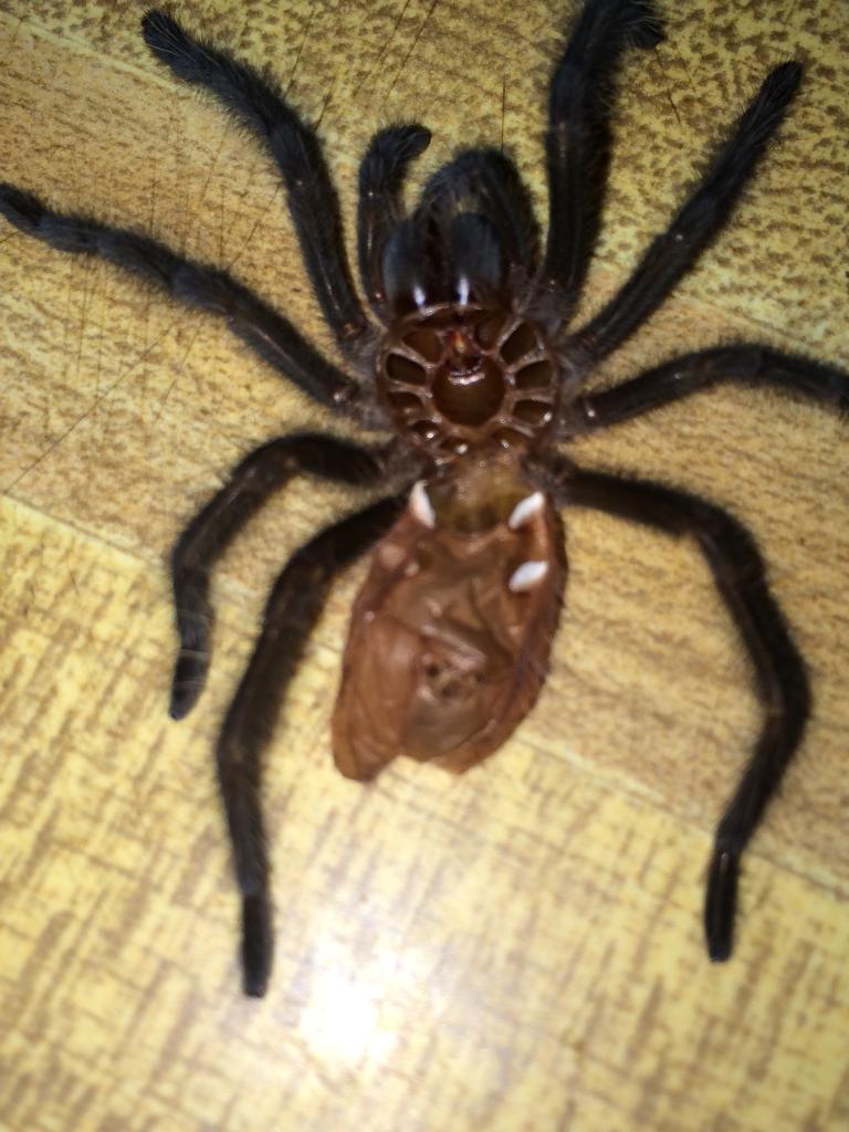 G. iheringi