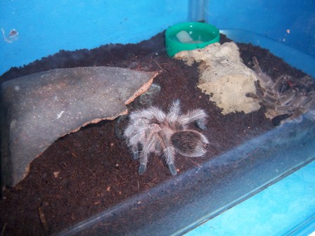 G. north fresh moult...