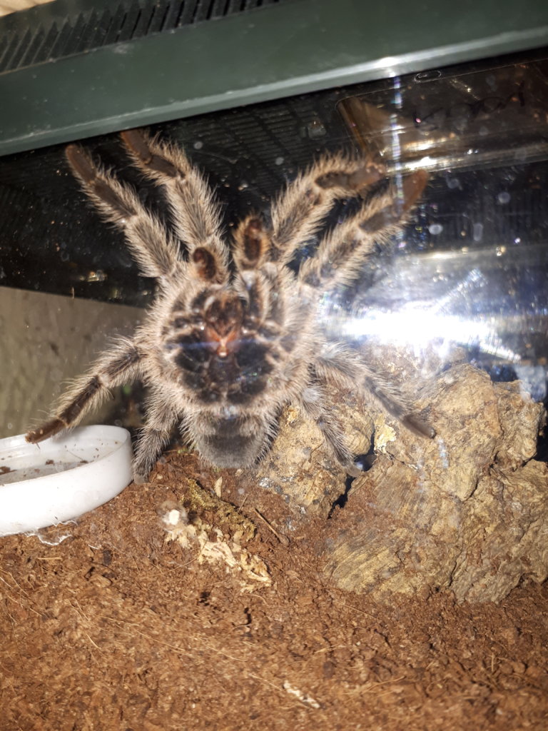 G. porteri 1.0 mature male