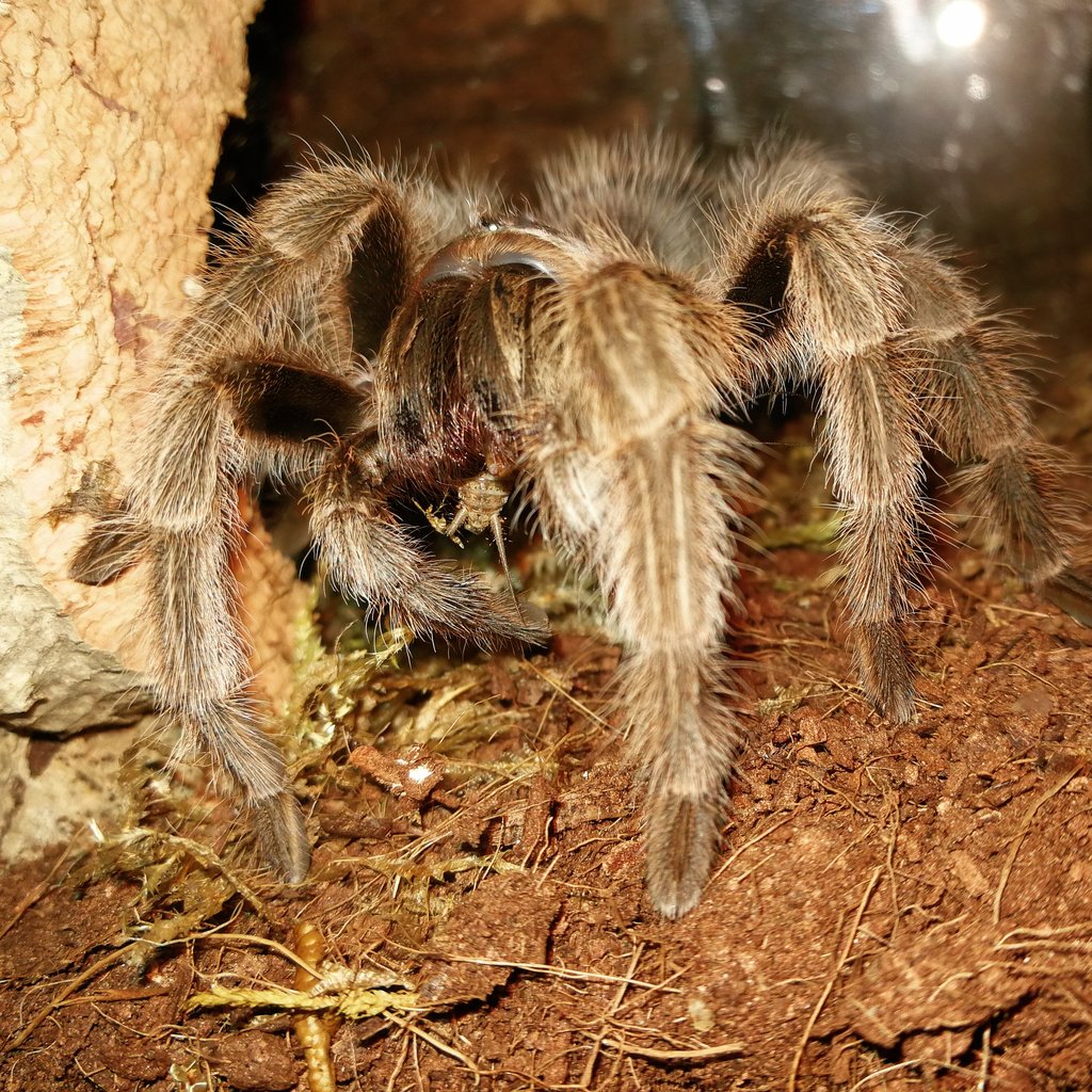 G. porteri eating