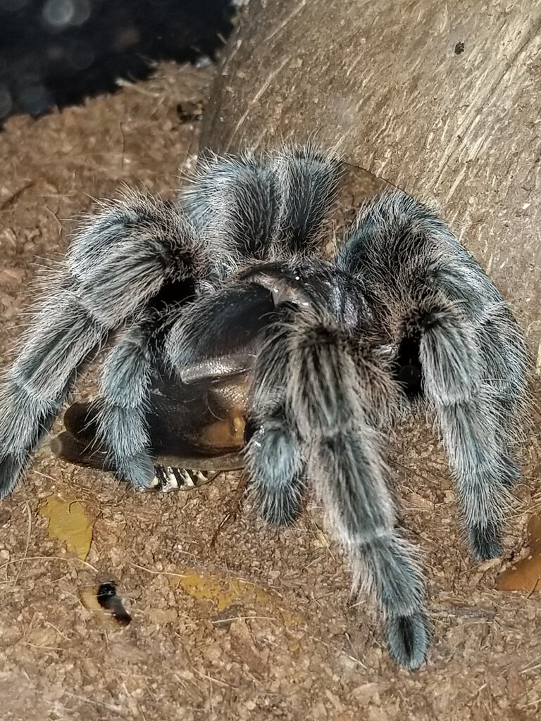 G. Porteri female