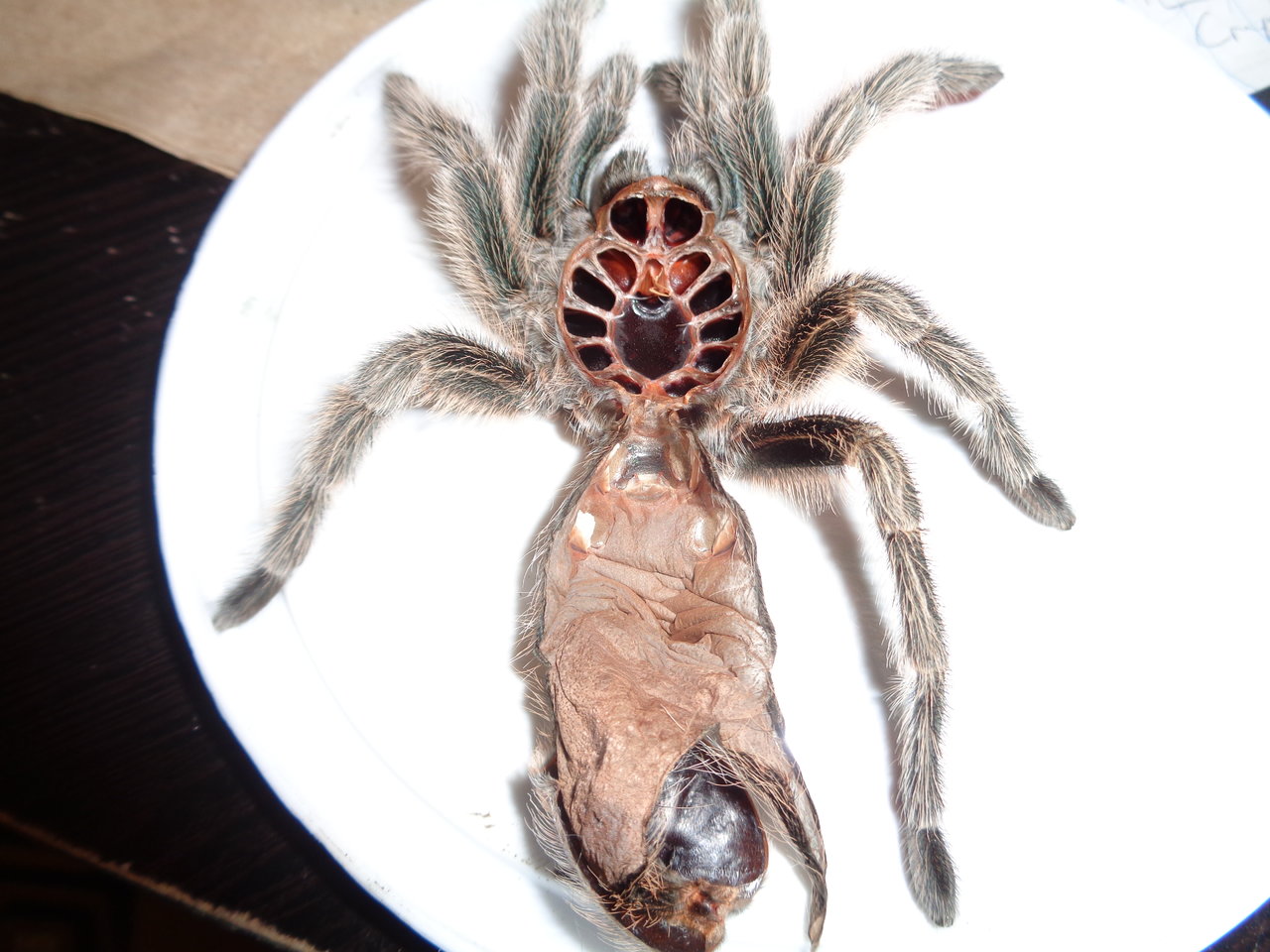 G. Porteri fresh molt