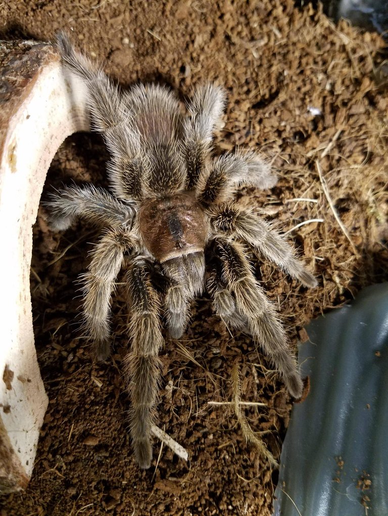 G. porteri