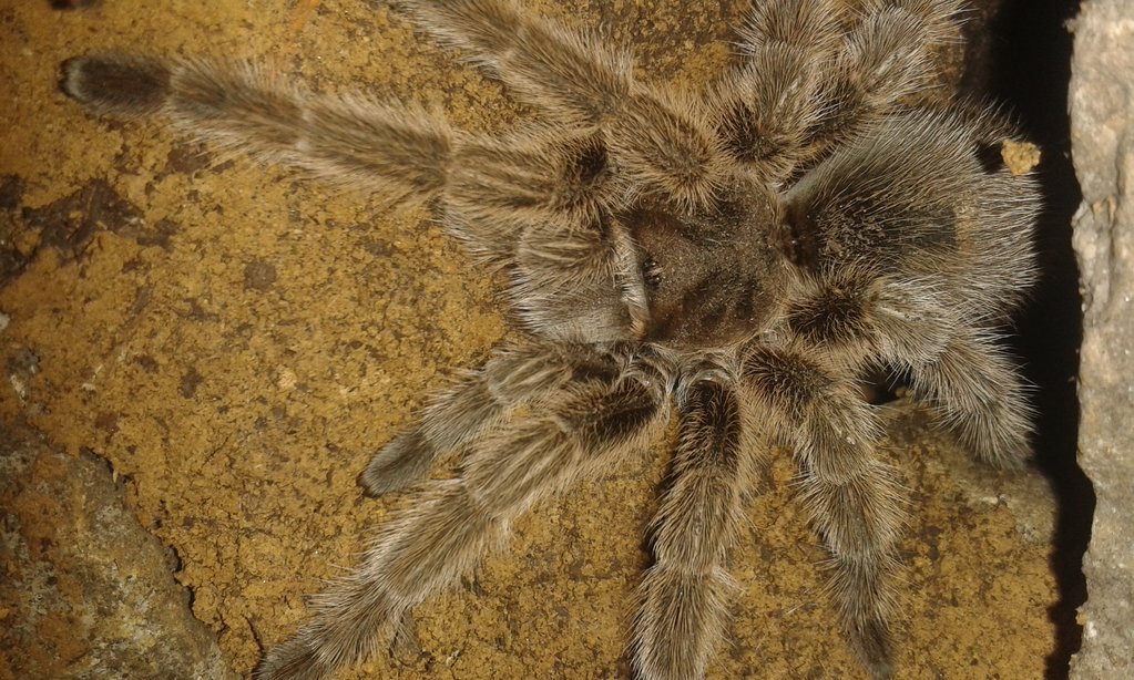 G. porteri