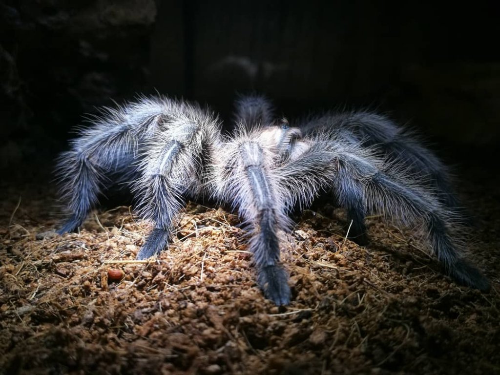 G. porteri