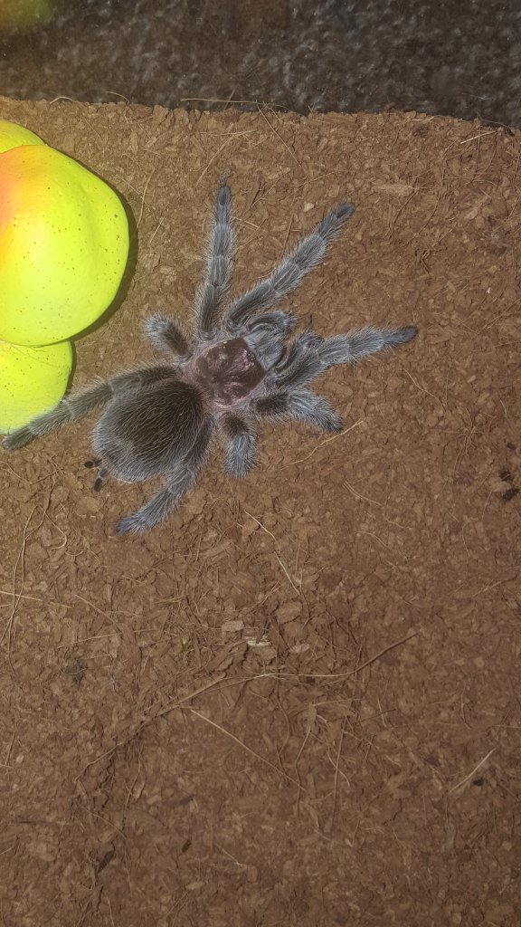 G. Porteri