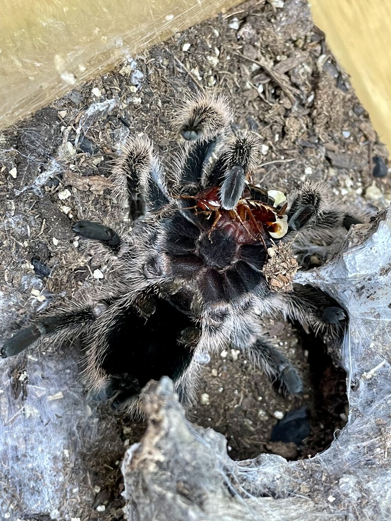 G. porteri