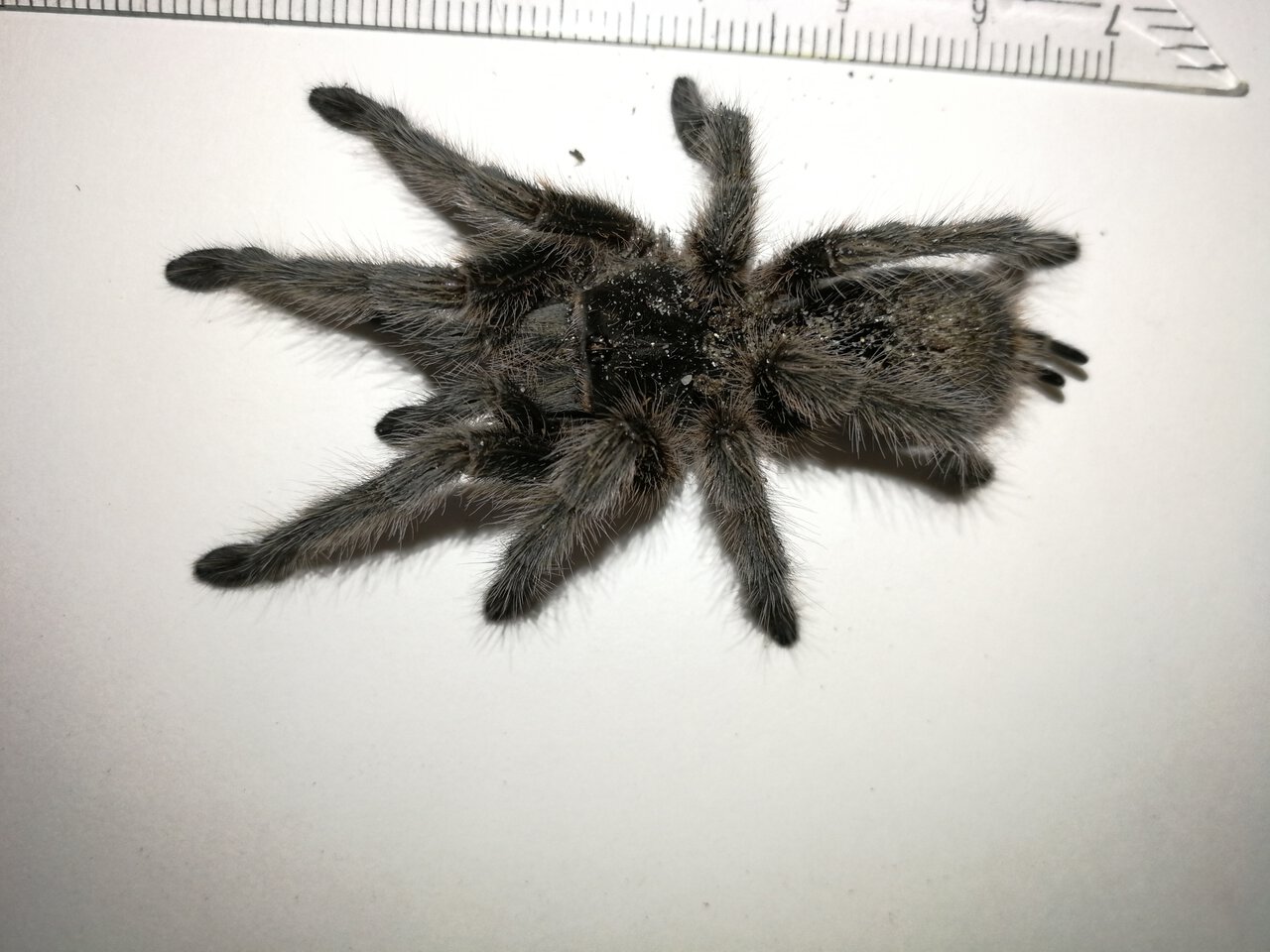 G. porteri ?