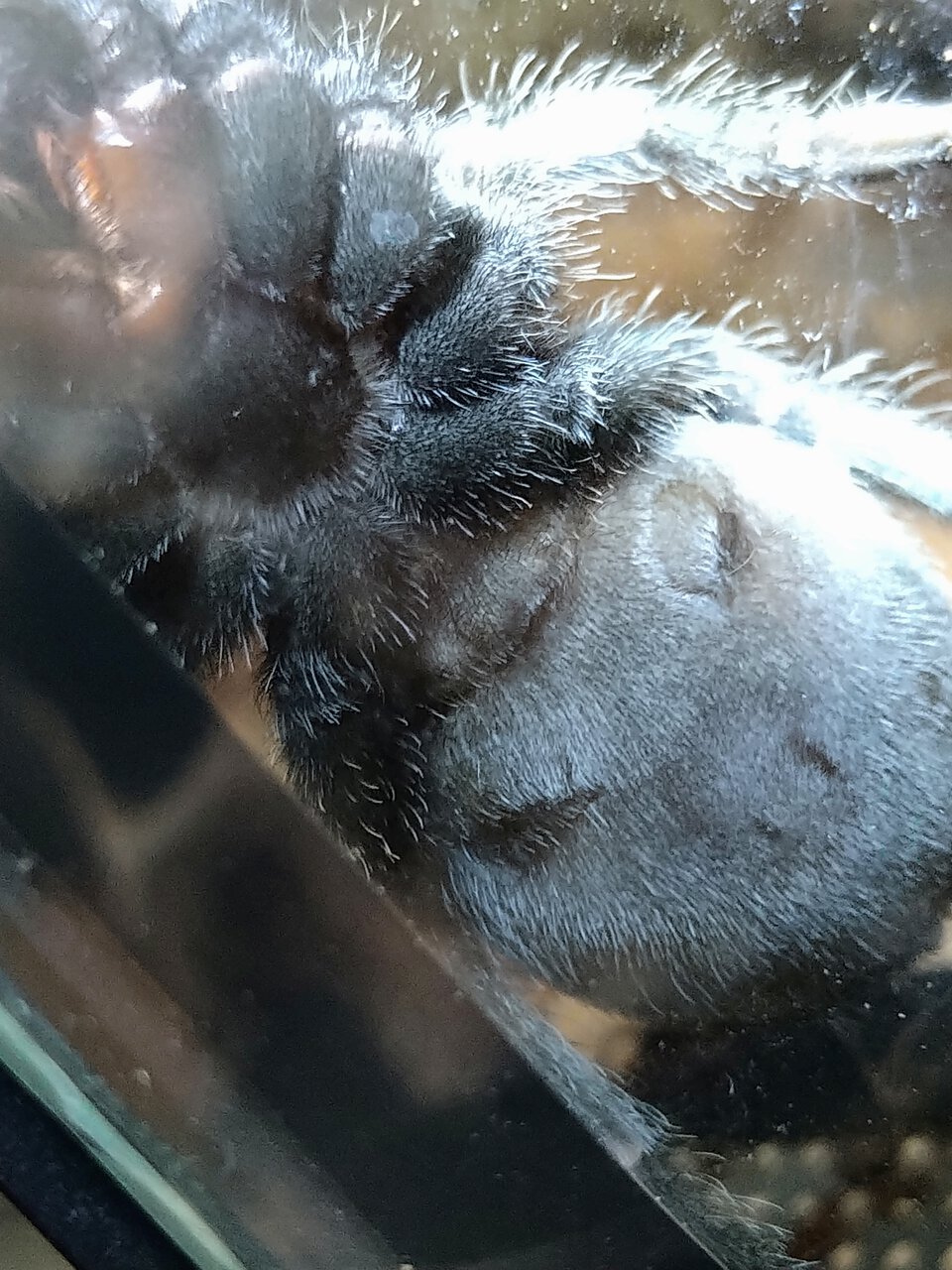 G. pulchra (1,5-2 inch body)