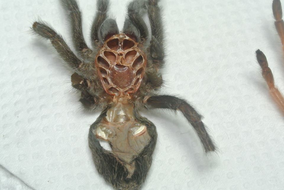 G. pulchra 1