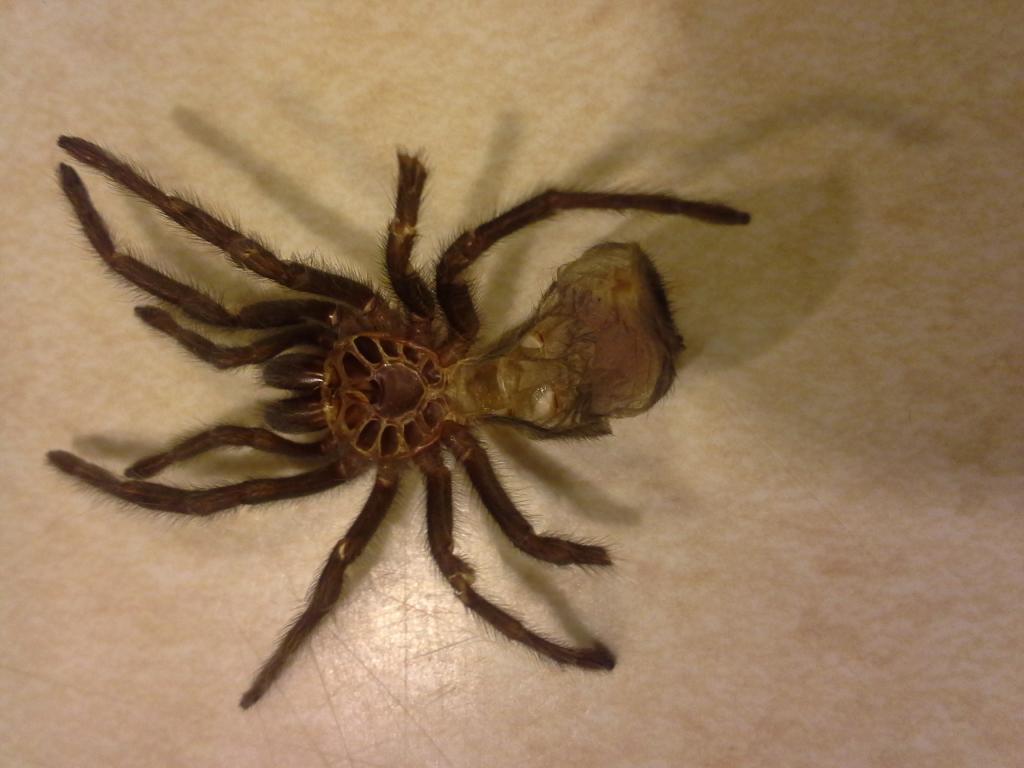 g pulchra #1