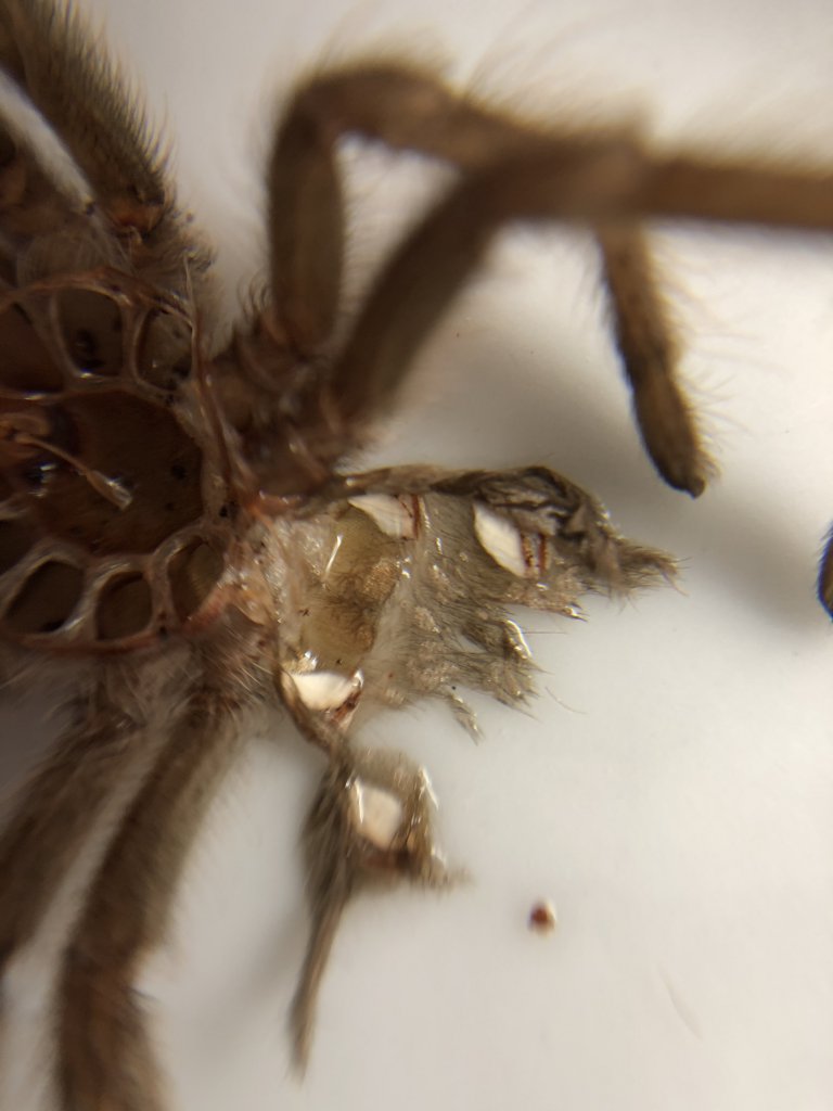 G. Pulchra (1)