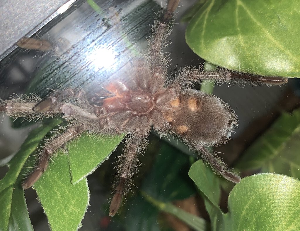 G. pulchra, 2”