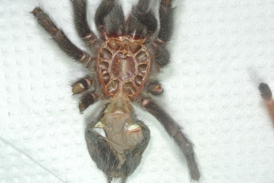 G. pulchra 2
