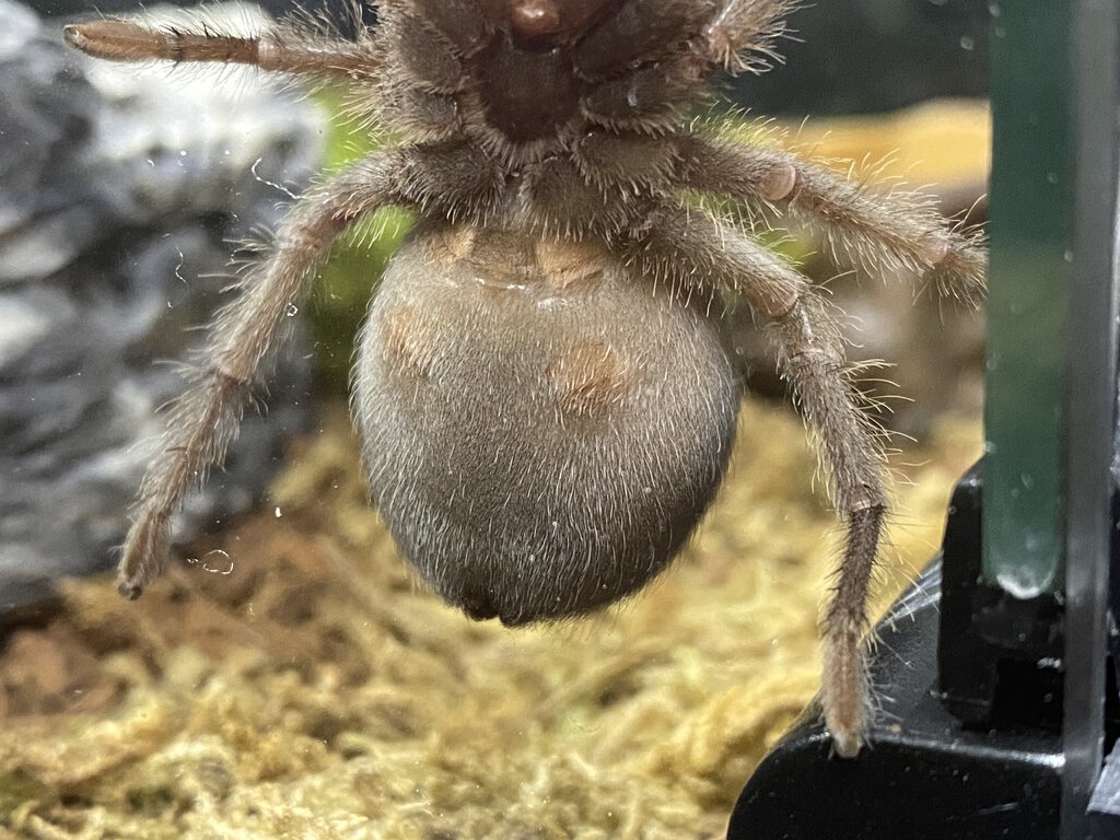 G. pulchra 2"