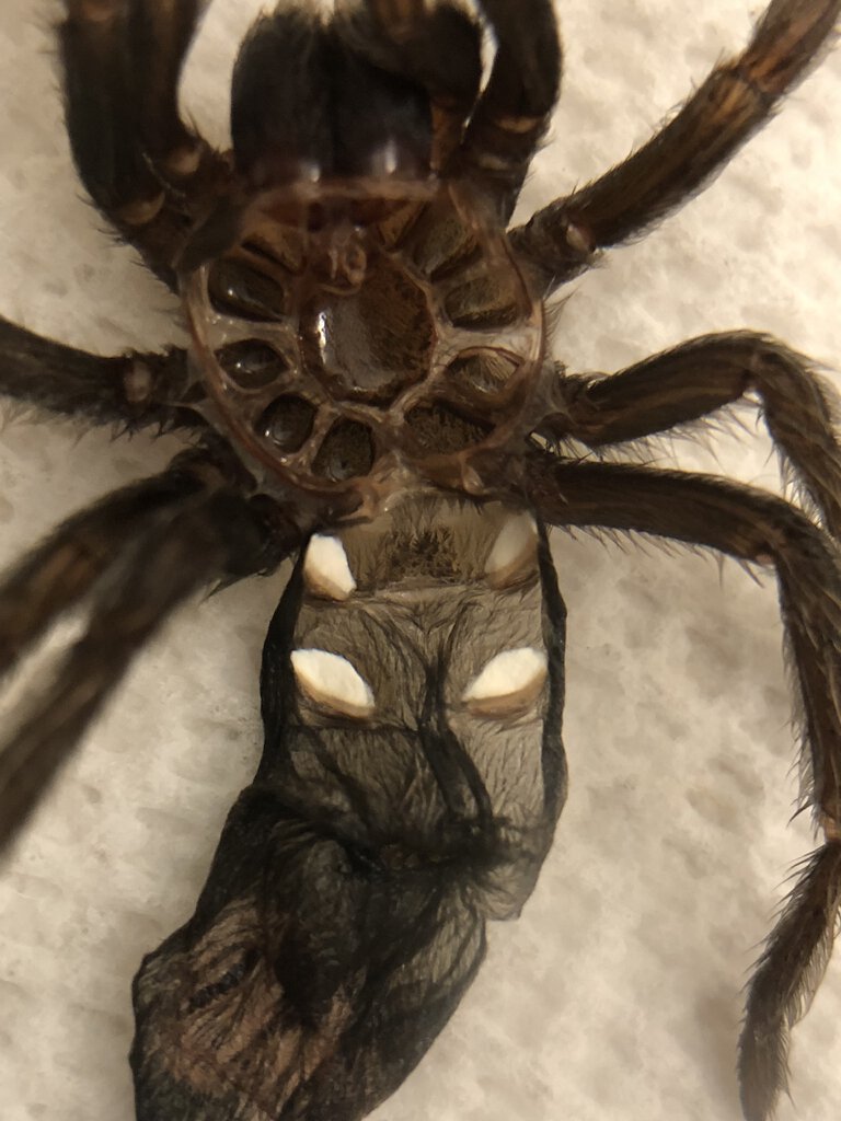 G. pulchra 2"