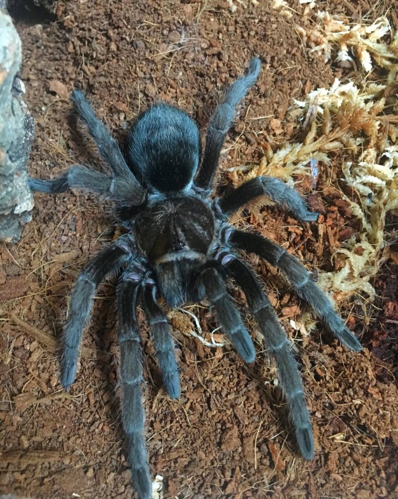 G. pulchra 3.5~DLS