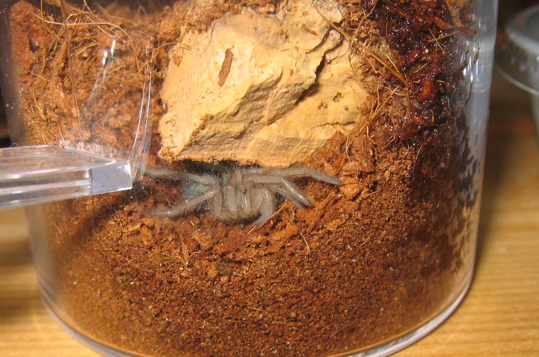 G pulchra 8 hours postmolt