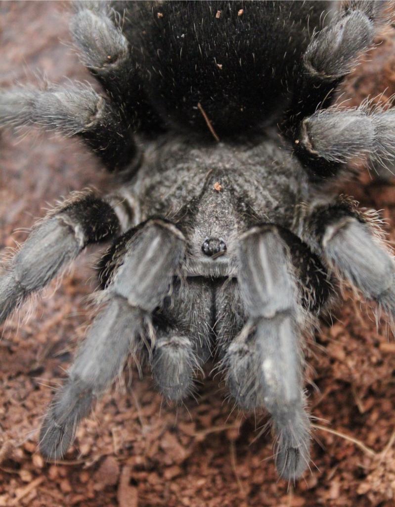 G.pulchra adult female