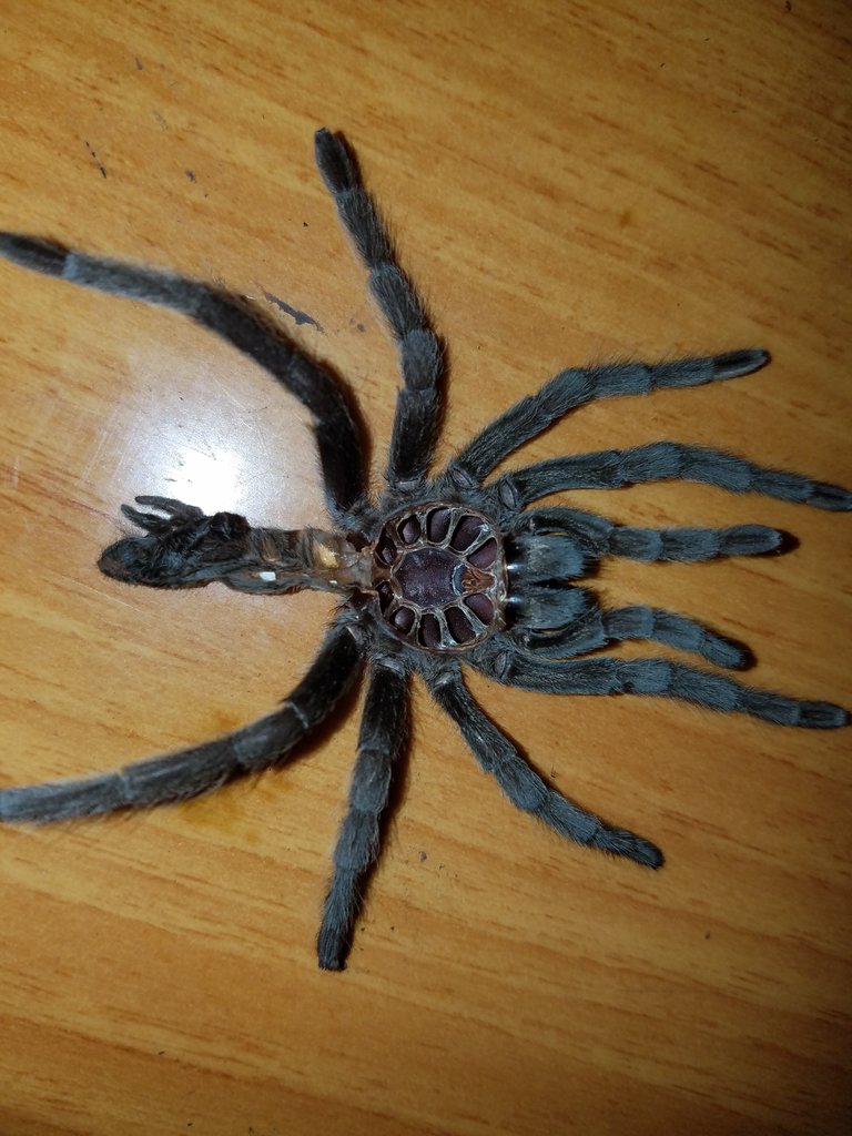 G.pulchra after molt skin