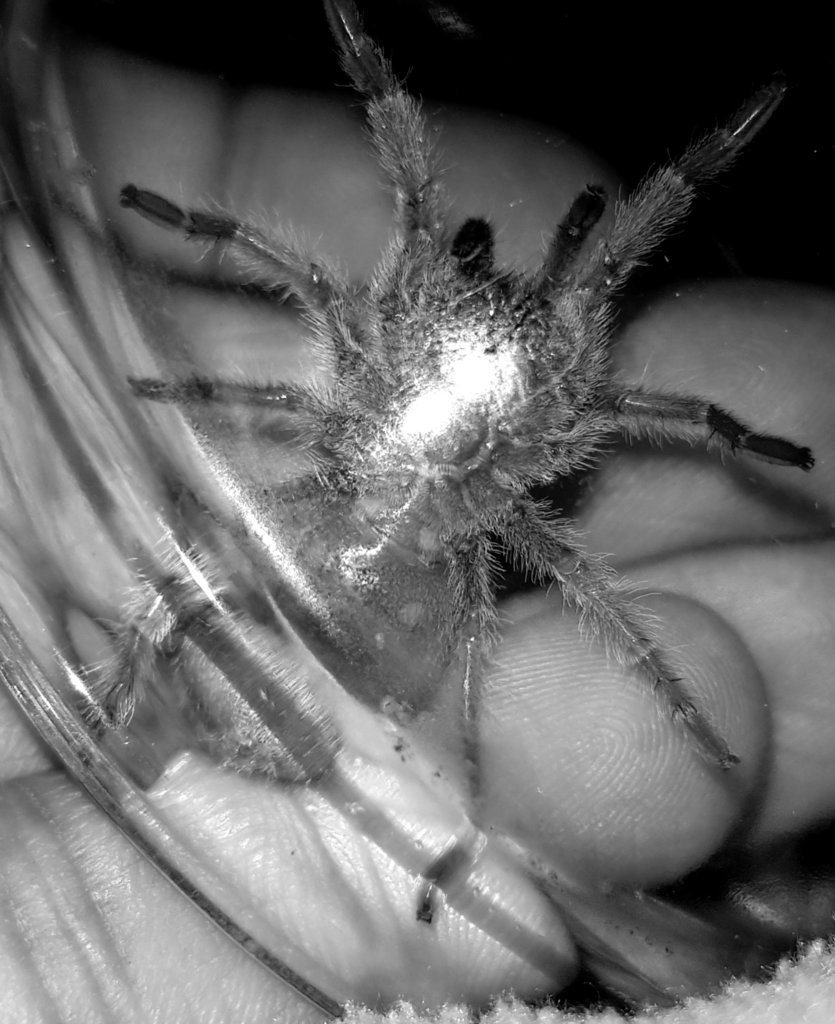 G.pulchra at around 1.75"