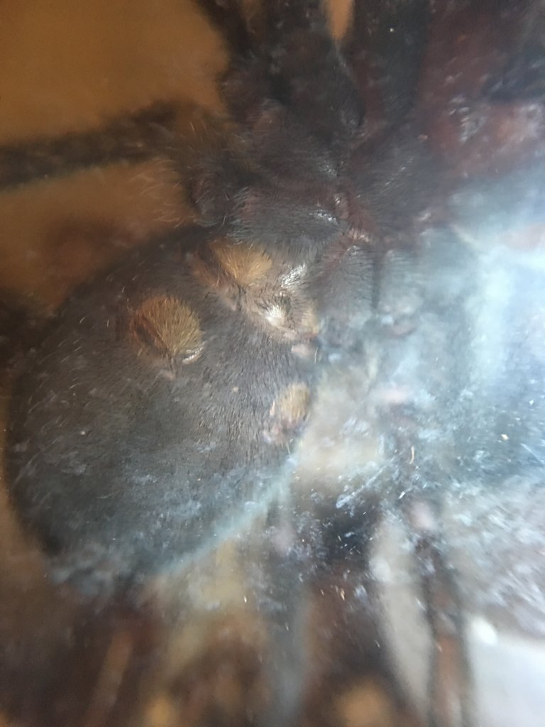 G. pulchra boy or girl?