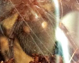 G Pulchra close up