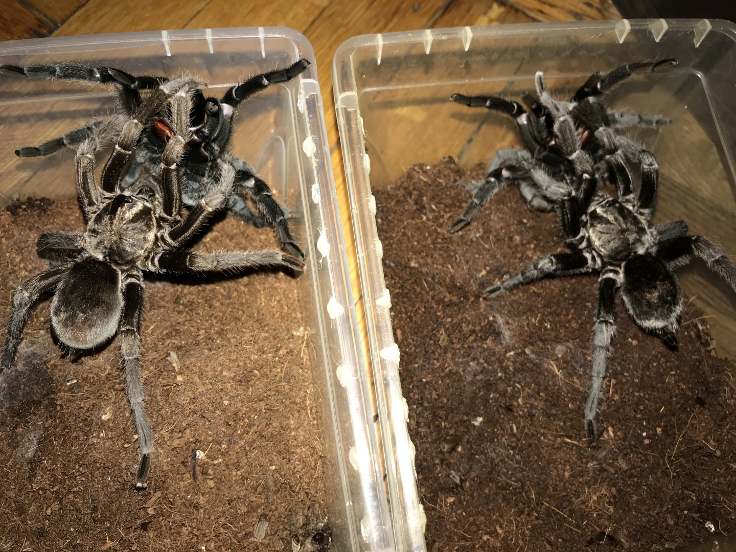 G pulchra double date :)