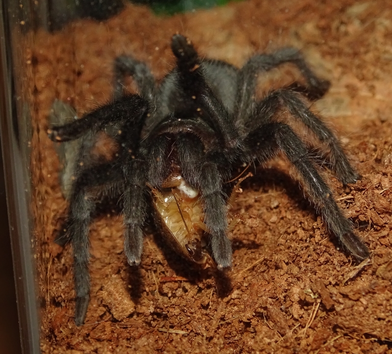 G. pulchra eating a roach