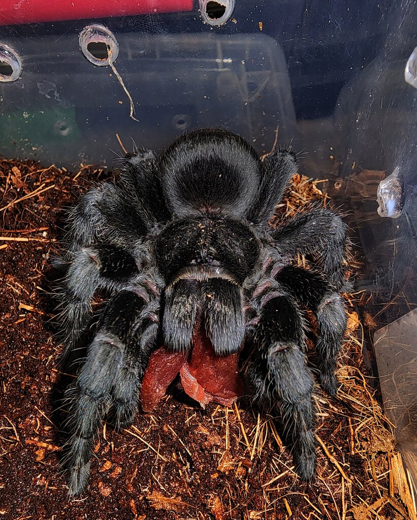 G pulchra eating a slice of beef