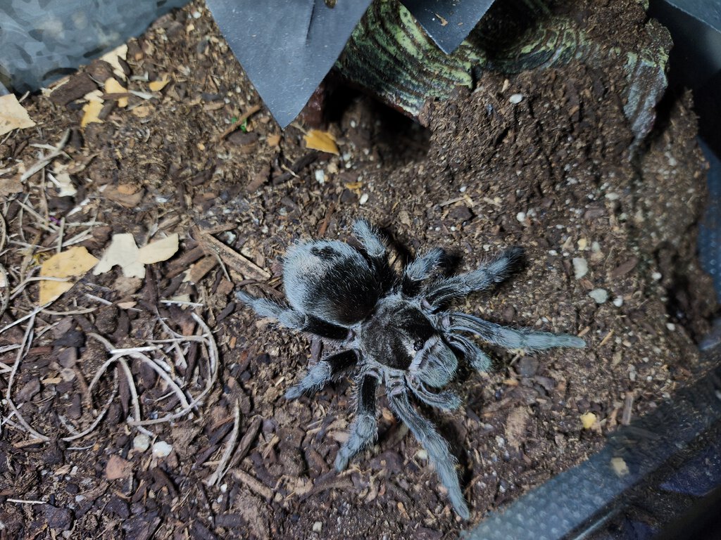 G. pulchra female named Evie.