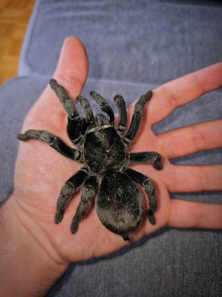 G pulchra female