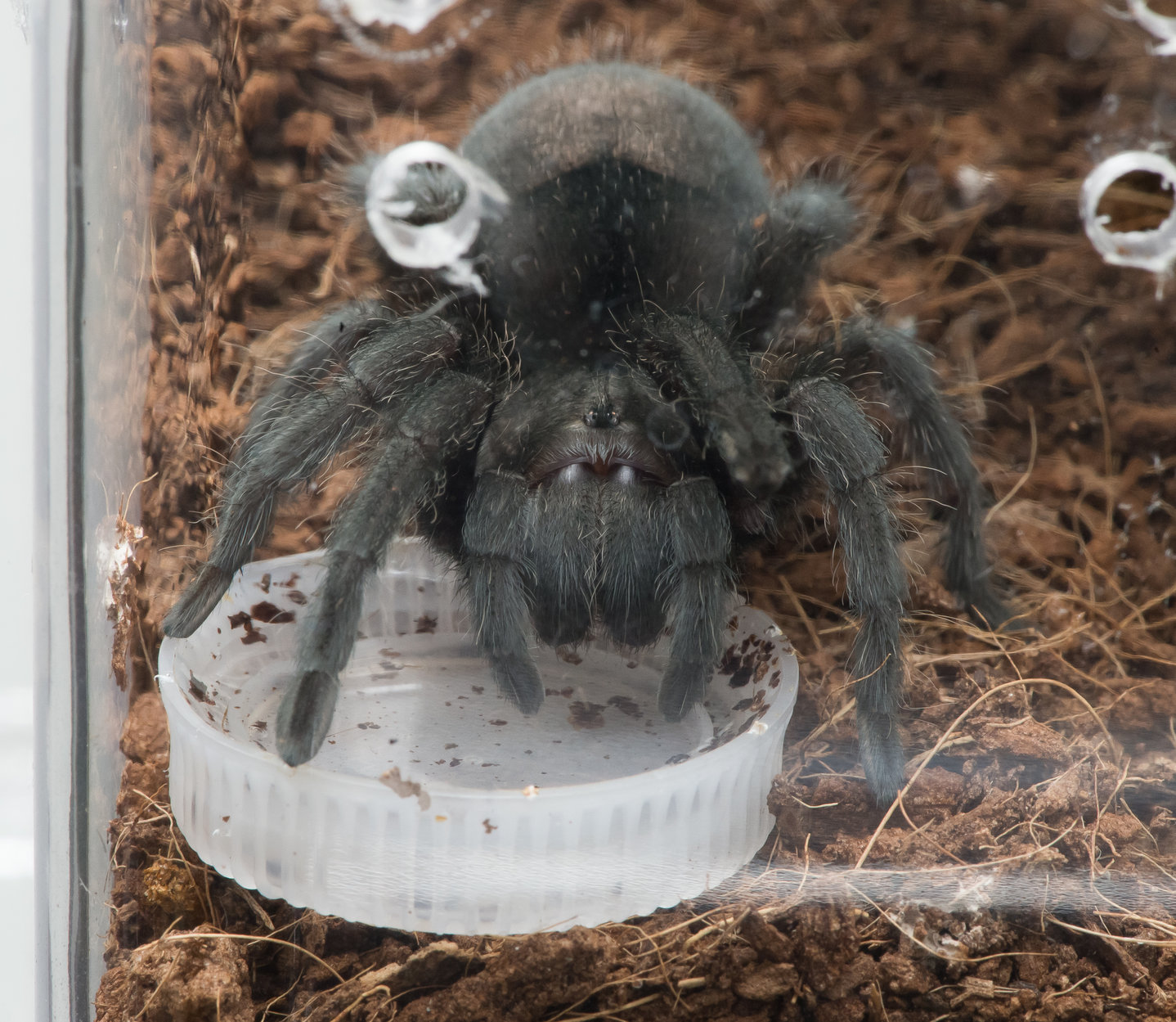 G. pulchra going for a drink