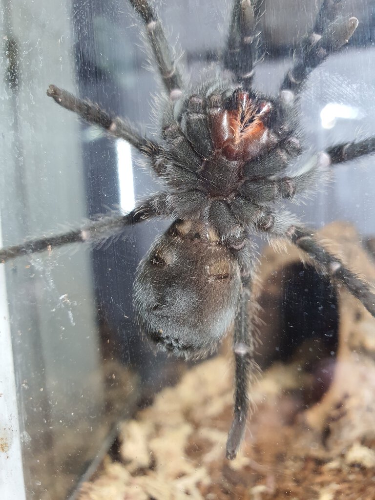 G.Pulchra.jpg