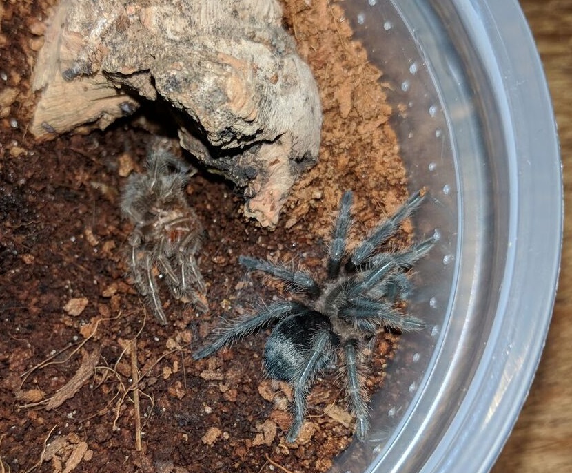 G. pulchra - Just molted a day ago