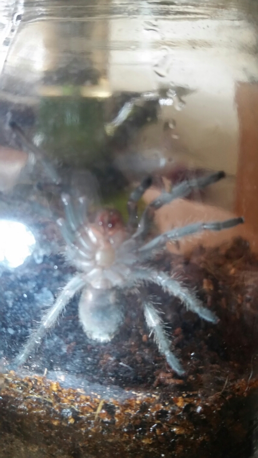 G. Pulchra just molted