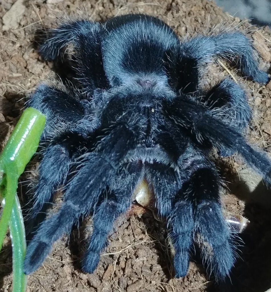 G. pulchra juvenile female