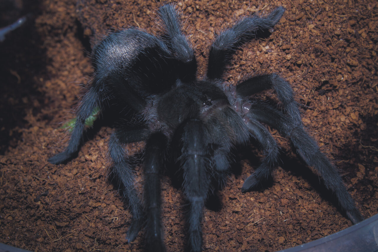 G. Pulchra juvenile - GOTH PHASE INITIATED