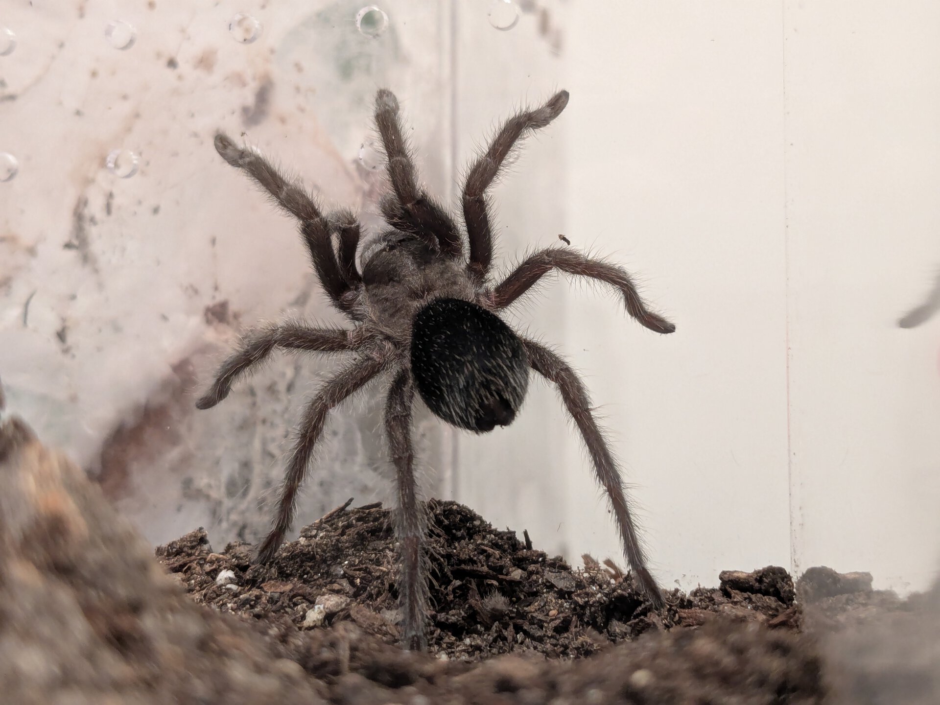 G. pulchra juvi