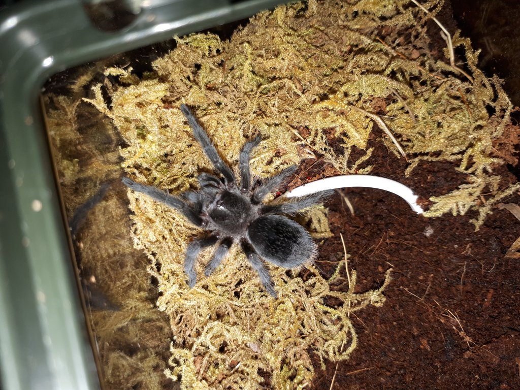 G. pulchra juvie 0.0.1