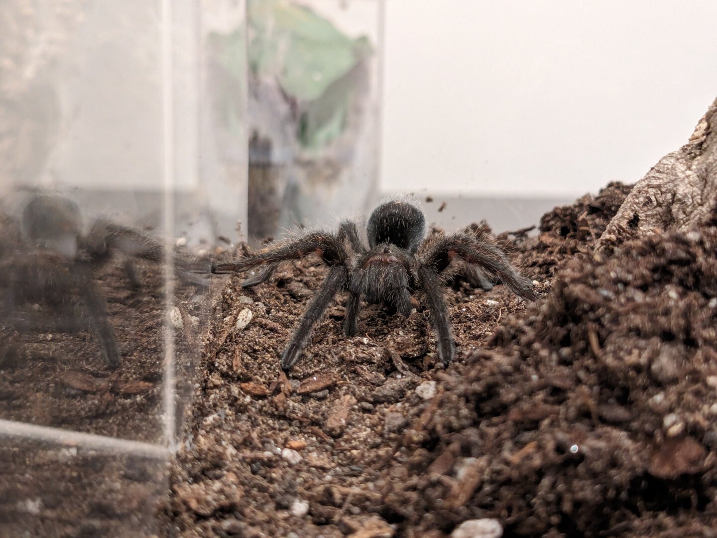 G. pulchra "Lava" models her new clothes