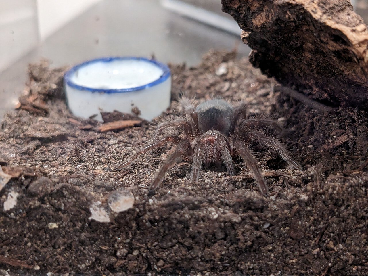 G. pulchra "Lava"