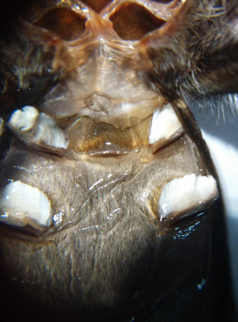 G Pulchra M or F pls?