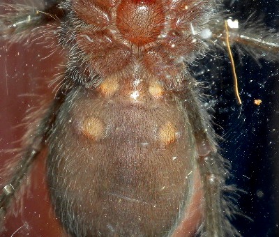 g. pulchra male or female?